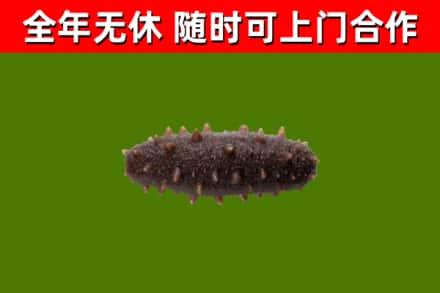 洪雅回收海参干